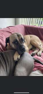 Suchmeldung-Lisbet-Bild