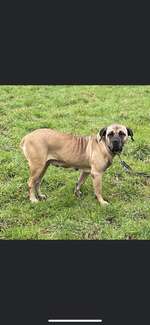 Suchmeldung-Lisbet-Bild