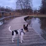 Ich mag keine Traktoren,LKW ,und besonders Anhänger-Beitrag-Bild