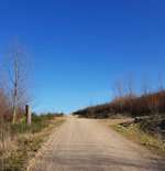 Hundeauslaufgebiet-Sophienhöhe-Bild