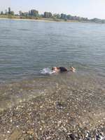 Hundeauslaufgebiet-Peringsmaar-Bild