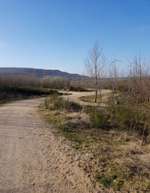 Hundeauslaufgebiet-Sophienhöhe-Bild