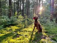 Hundeauslaufgebiet-Holter Wald-Bild