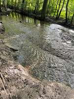 Hundeauslaufgebiet-Kräherwald / Ziegelwiese-Bild