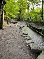 Hundeauslaufgebiet-Kräherwald / Ziegelwiese-Bild