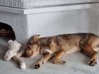 Owtscharka Mischlinge-Beitrag-Bild