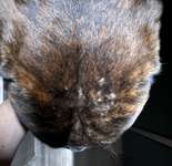 Kahle Stellen mit Krusten-Beitrag-Bild