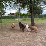 Hundeauslaufgebiet-Hundewiese ossweil-Bild
