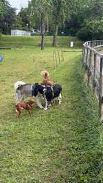 Hundeauslaufgebiet-Hundewiese Ossweil-Bild