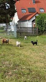 Hundeauslaufgebiet-Hundewiese Ossweil-Bild