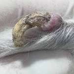 Kutanes Horn-Beitrag-Bild