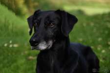 Suchmeldung-Boss-Bild