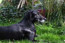 Suchmeldung-Boss-Bild