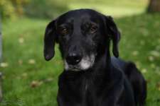 Suchmeldung-Boss-Bild