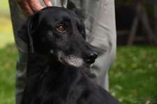 Suchmeldung-Boss-Bild