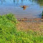 Hundeauslaufgebiet-Rödlicher Teich Schnepfenthal-Bild