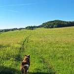 Hundeauslaufgebiet-Wiesen zwischen Waltershausen und Langenhain-Bild