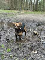 Hundeauslaufgebiet-Auslaufplatz Rhede-Bild