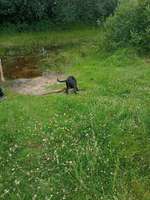 Hundeauslaufgebiet-Nordpol-Bild