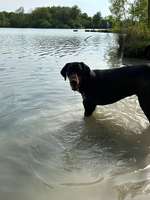 Hundeauslaufgebiet-Tutenbrocksee-Bild