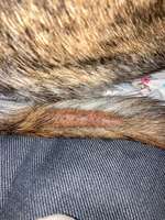 Kahle nässende Stelle an der Rute-Beitrag-Bild