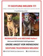 Suchmeldung-Henry-Bild