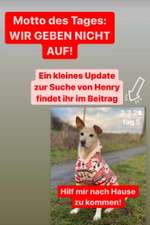 Suchmeldung-Henry-Bild
