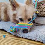 Der Hunde-Jahresrückblick 2025-Beitrag-Bild