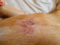 Könnten das Grasmilben sein?-Beitrag-Bild