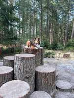 Hundeauslaufgebiet-NEU! Schmidts Kiefern Heidhofer Hunderunde Agility-Training Parcour-Bild