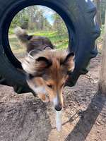 Hundeauslaufgebiet-NEU! Schmidts Kiefern Heidhofer Hunderunde Agility-Training Parcour-Bild
