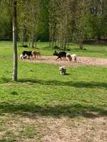 Hundeauslaufgebiet-Hundewiese Wittringen-Bild