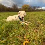 Hundeauslaufgebiet-Waldwiese Gaustadt-Bild