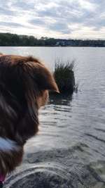 Hundeauslaufgebiet-Tutenbrocksee-Bild