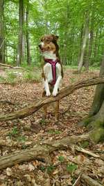 Hundeauslaufgebiet-Dunkelmann Wald-Bild