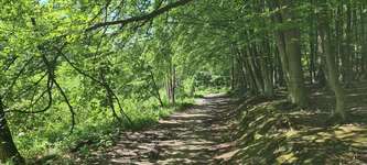 Hundeauslaufgebiet-Herrenholz in Witten-Bild