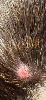 Zeckenbiss entzündet-Beitrag-Bild