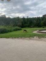 Hundeauslaufgebiet-Allmend Brunau-Bild