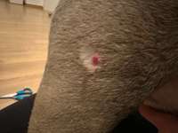 "Pickel am Bein"?-Beitrag-Bild