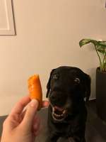 Allergie bei Hunden-Beitrag-Bild