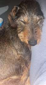 Suchmeldung-Nelli-Bild