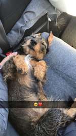 Suchmeldung-Nelli-Bild