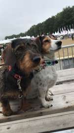 Suchmeldung-Nelli-Bild