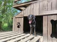 Hundeauslaufgebiet-Hohenschönhausen-Bild