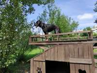 Hundeauslaufgebiet-Hohenschönhausen-Bild