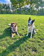 Hundeauslaufgebiet-Hundewiese in Burgsteinfurt-Bild