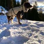 Hundeschuhe-Beitrag-Bild