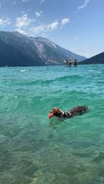 Schwimmweste für den Hund-Beitrag-Bild