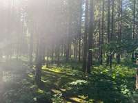 Hundeauslaufgebiet-Wald zwischen Germering und Planegg-Bild