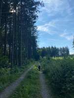 Hundeauslaufgebiet-Wald zwischen Germering und Planegg-Bild